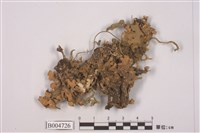 藏品(牛皮葉屬)的圖片